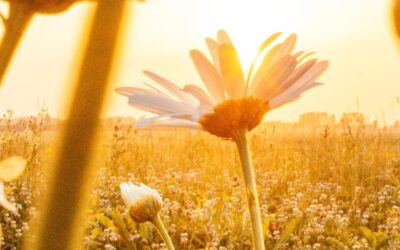 Year Ahead Energy Update 2024!