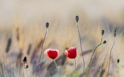 February Energy Update 2024