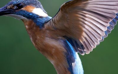 June Energy Update 2024