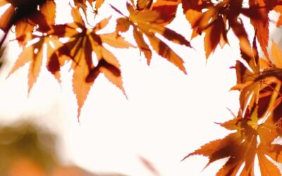 October Energy Update 2024