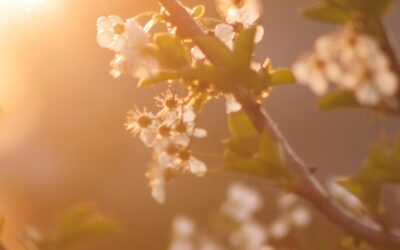 July Energy Update 2025